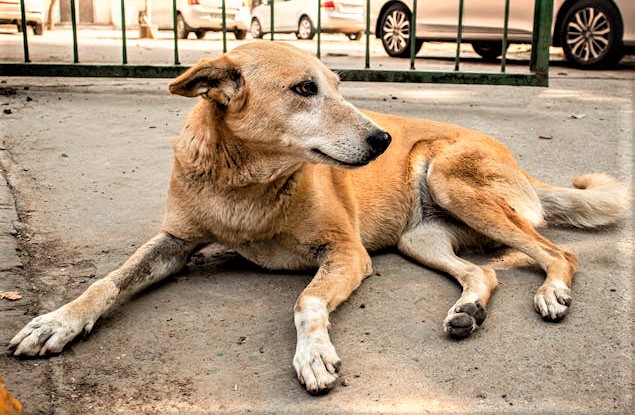 Dog Bladder Stone Home Remedy