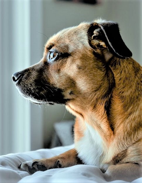 Natural Remedies for Dog Anxiety