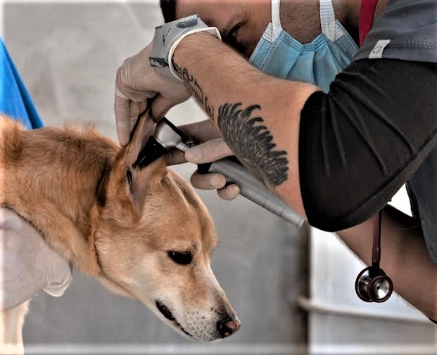 Natural Remedy for Dog Ear Infections