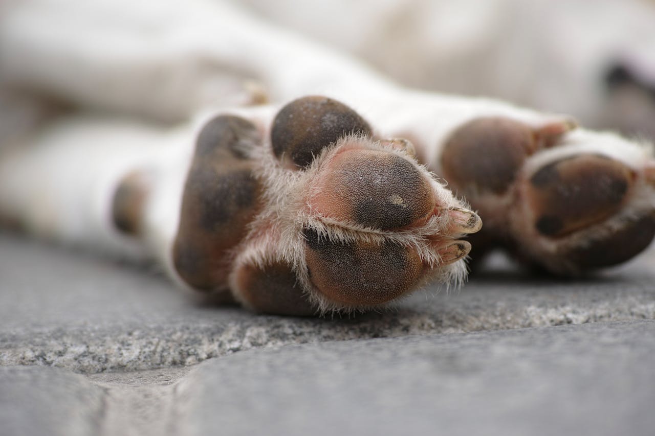 Itchy Dog Paws Home Remedy 